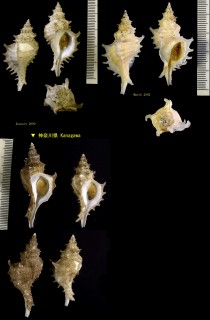 コンゴウツノオリイレ 金剛角折入 Nipponotrophon echinus small