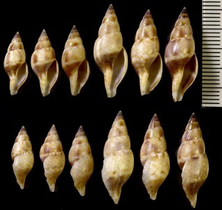 スイヒツシャジク 水筆車軸 Daphnella mitrellaformis small