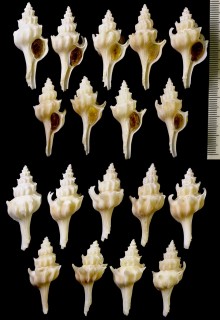 アフリカツノオリイレ Boreotrophon fraseri small