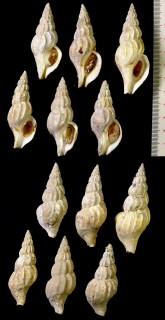 エゾシワバイ Plicifusus yessoensis small