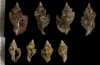 エゾヨウラク Ceratostoma inornatus endermonis small