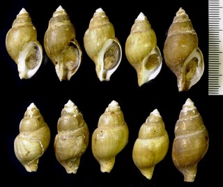シンコウツムバイ Colus sp. small