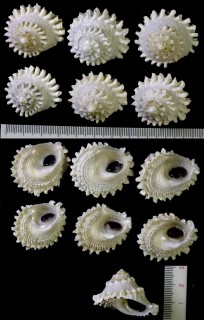 ボンネットウズ (ボンネットウラウズ) Astralium rotularia small
