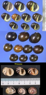 シマオカイシマキ (ベニオカイシマキ) Neritodryas dubia small