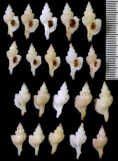 チヂワヨウラク Ocenebra fimbriatula small