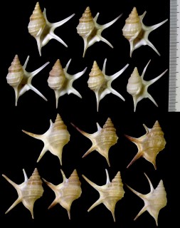 ハリナガモミジソデ Aporrhais pesgallinae small