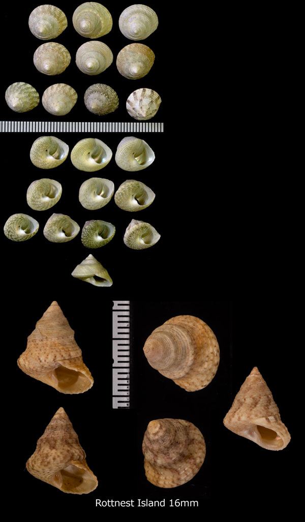 ホテイスダレチグサ Calthalotia mundula small