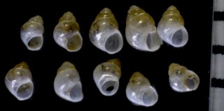 コツボ Rissoella minima small