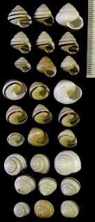 オキナワヤマタカマイマイ Luchuhadra eucosmia eucosmia small