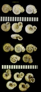 オナガラムシオイ 小半虫負 Chamalycaeus takahashii small