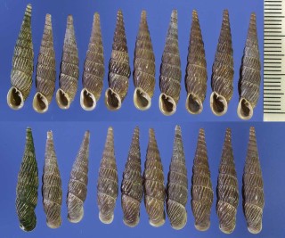 タイシャクギセル 帝釈煙管 Stereophaedusa costifera small