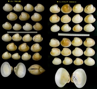 ユウカゲハマグリの仲間 Costellipitar manillae small