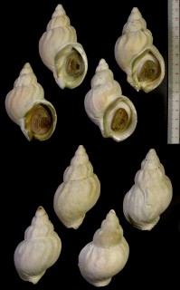 マレエゾバイ 稀蝦夷バイ Buccinum rarusum small