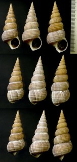ネズミイトカケ Amaea ferminiana small