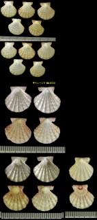 ウロコタエニシキ Mirapecten moluccensis small