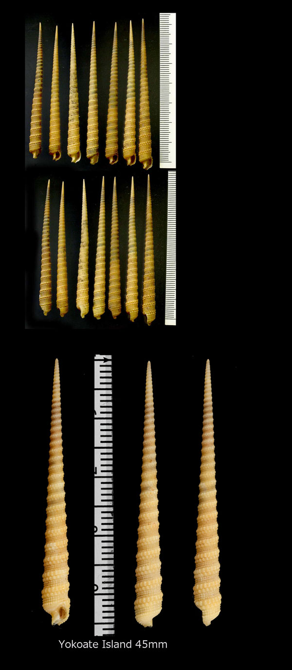 キリガイ Terebra triseriata small