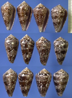 ハナオリイモ Conus dalli small