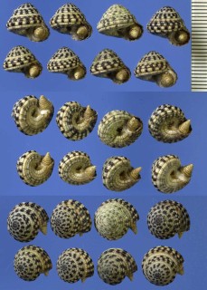 コシタカナワメグルマ (コシダカナワメグルマ) Heliacus areola small