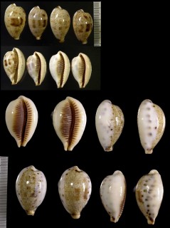 フクレイチジクダカラ Erronea pulchella aliguayensis small