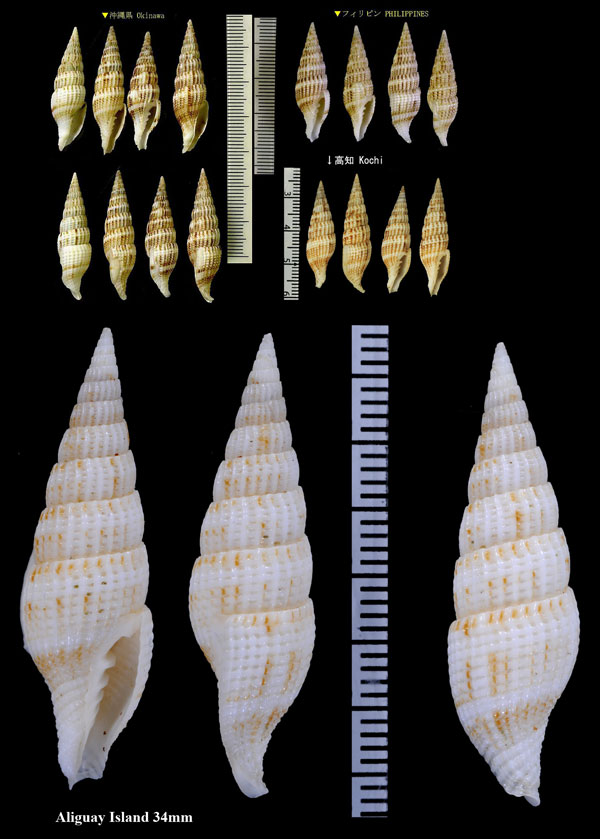 タカクワツクシ 高桑土筆 Vexillum takakuwai small