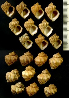 アサゴロモ 麻衣 Nipponaphera habei small