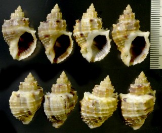 ツノコロモ Cancellaria piscatoria small