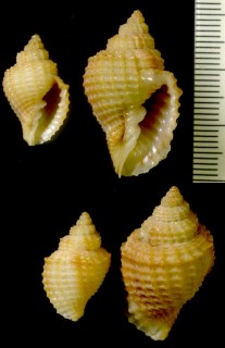 カゴメコロモ Cancellaria indentata small