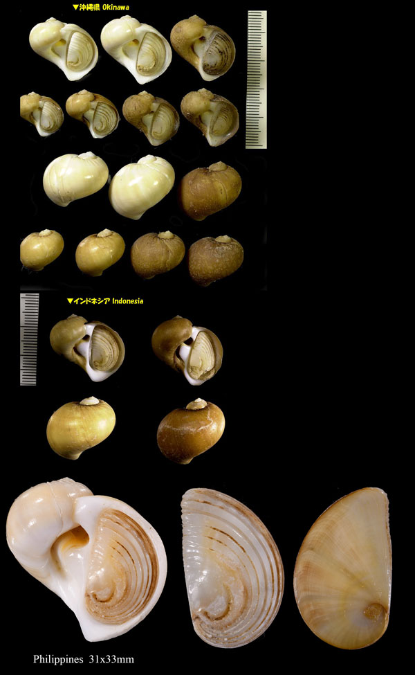 トウヨウタマガイ Naticarius orientalis small