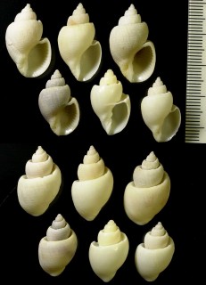 ミゾコロモ Cancellaria spirata small
