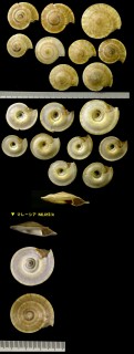 ウスバグルマ Discotectonica acutissima small