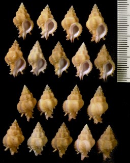 タイアラレツブリボラ Muricopsis orri small