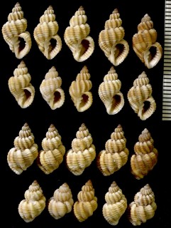 スミスオリイレボラ (仮称) Agatrix smithii small