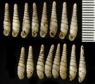 コシボソギセル Tyrannophaedusa nankaidoensis small