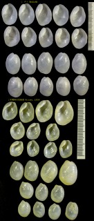 ウスキセワタ Philine vitrea small