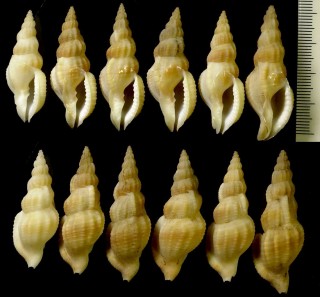 ニヨリセコバイ Pisanella viva small