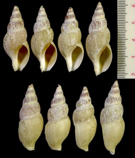 ヒメカミオボラ (ヒダツムバイ) Volutopsius minor small