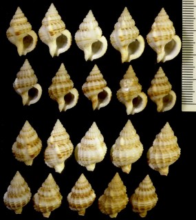 イガアラレバイの近似種 Nassaria spinigera aff. small