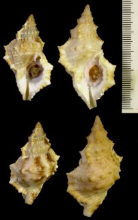 フィジーウネボラ Bursa fijiensis small
