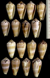 ベッコウイモ 鼈甲芋 Conus fulmen small
