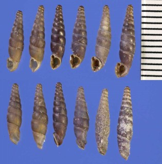 ベルゲリギセル (仮称) Erjavecia bergeri small