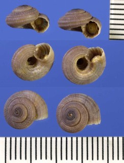 ナワメグルマの一種02 Heliacus perrieri small