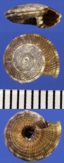 クリイロナワメグルマ Heliacus implexus small