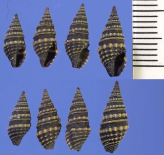 シラボシシャジクの仲間 Pilsbryspira collaris small