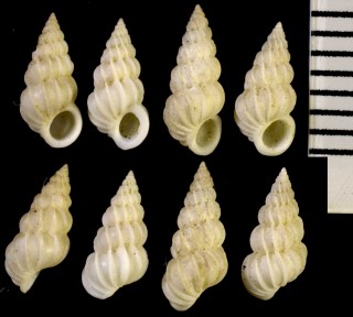 ヒヨコイトカケ Epitonium zephyrium small