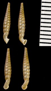 フィンレイクビナガパイプガイ Tetrentodon tenuistriata small