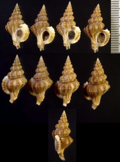 アカプルコナサバイ Trajana acapulcana small