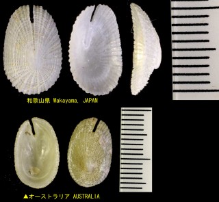 キレザラ Emarginella incisula small