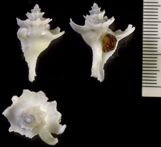 カワムラカセン Babelomurex kawamurai small
