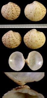 オオイノカガミの仲間 未詳 Dosinia ? small