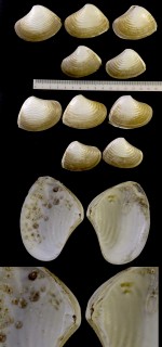 インドヤチヨノハナ Mactrinula plicataria small
